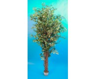 Ficus 200cm